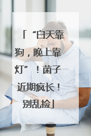 “白天靠狗，晚上靠灯”！菌子近期疯长！别乱捡