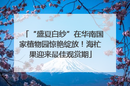 “盛夏白纱”在华南国家植物园惊艳绽放！海杧果迎来最佳观赏期