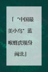 “中国最美小鸟”蓝喉蜂虎现身闽北