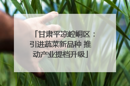 甘肃平凉崆峒区：引进蔬菜新品种 推动产业提档升级