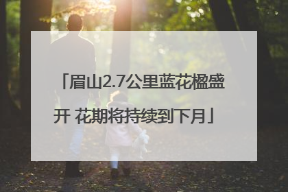 眉山2.7公里蓝花楹盛开 花期将持续到下月