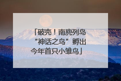 破壳！南麂列岛“神话之鸟”孵出今年首只小雏鸟