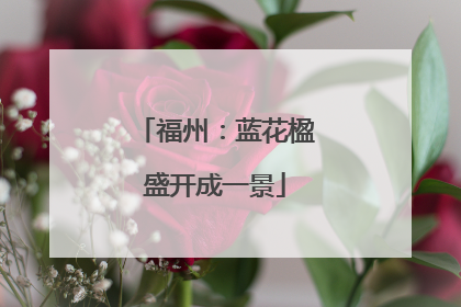 福州：蓝花楹盛开成一景