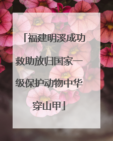 福建明溪成功救助放归国家一级保护动物中华穿山甲