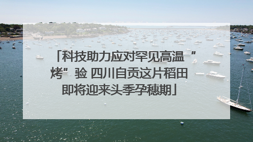 科技助力应对罕见高温“烤”验 四川自贡这片稻田即将迎来头季孕穗期