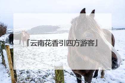 云南花香引四方游客