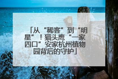 从“稀客”到“明星”！猫头鹰“一家四口”安家杭州植物园背后的守护