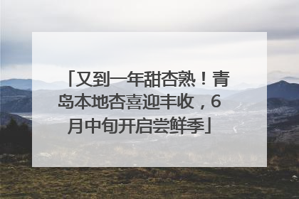 又到一年甜杏熟！青岛本地杏喜迎丰收，6月中旬开启尝鲜季
