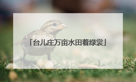 台儿庄万亩水田着绿裳