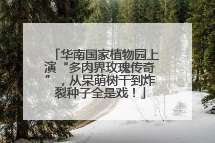 华南国家植物园上演“多肉界玫瑰传奇”，从呆萌树干到炸裂种子全是戏！
