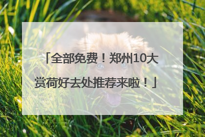 全部免费！郑州10大赏荷好去处推荐来啦！