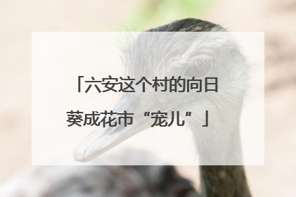 六安这个村的向日葵成花市“宠儿”