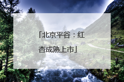 北京平谷：红杏成熟上市