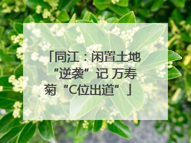 同江：闲置土地“逆袭”记 万寿菊“C位出道”