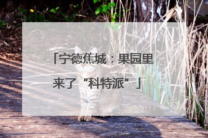宁德蕉城：果园里来了“科特派”