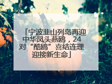 宁波韭山列岛再迎中华凤头燕鸥，24对“酷鸥”喜结连理迎接新生命