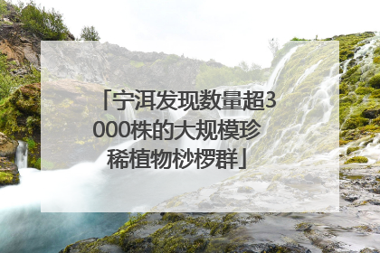 宁洱发现数量超3000株的大规模珍稀植物桫椤群