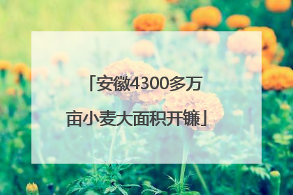 安徽4300多万亩小麦大面积开镰