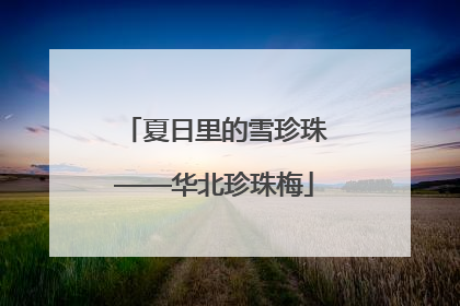 夏日里的雪珍珠——华北珍珠梅