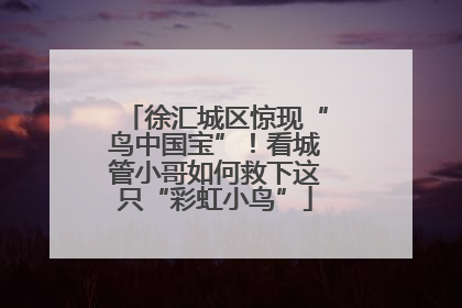 徐汇城区惊现“鸟中国宝”！看城管小哥如何救下这只“彩虹小鸟”