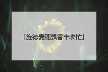 旌德麦穗飘香丰收忙