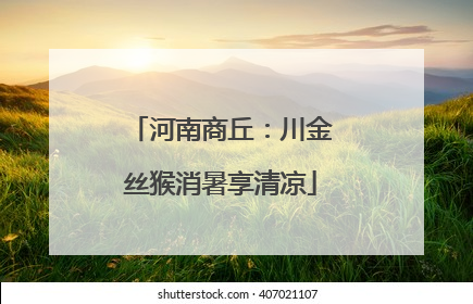 河南商丘:川金丝猴消暑享清凉