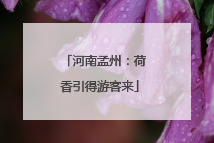 河南孟州：荷香引得游客来