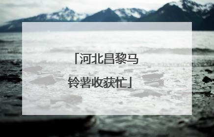 河北昌黎马铃薯收获忙