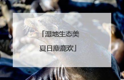 湿地生态美 夏日麋鹿欢
