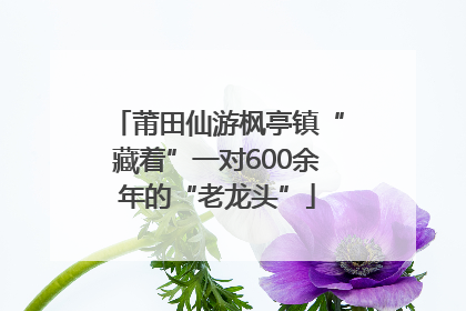 莆田仙游枫亭镇“藏着”一对600余年的“老龙头”