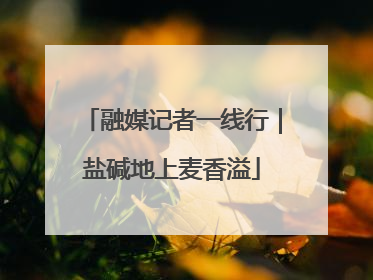 融媒记者一线行｜盐碱地上麦香溢