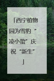 西宁植物园为雪豹“凌小蛰”庆祝“新生”