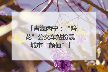 青海西宁：“簪花”公交车站扮靓城市“颜值”