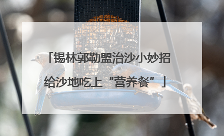锡林郭勒盟治沙小妙招 给沙地吃上“营养餐”