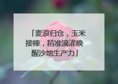 麦浪归仓，玉米接棒，精准滴灌唤醒沙地生产力