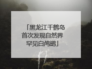 黑龙江千鹤岛首次发现自然界罕见白鸬鹚
