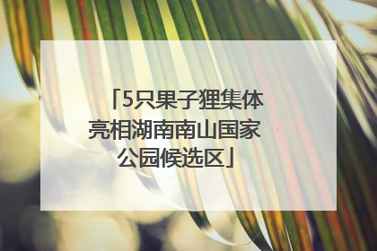 5只果子狸集体亮相湖南南山国家公园候选区