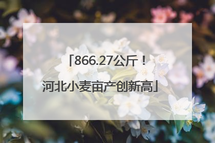 866.27公斤！河北小麦亩产创新高